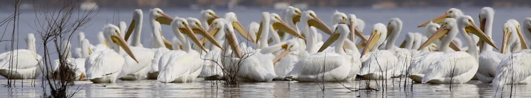 PelicanLine