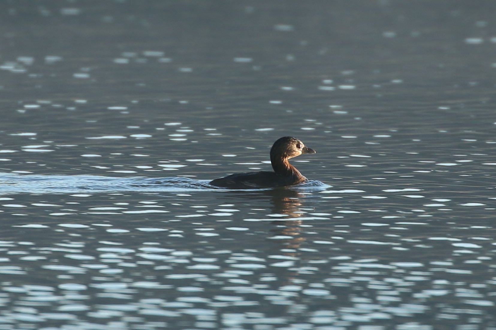 Pied billed grebe3
