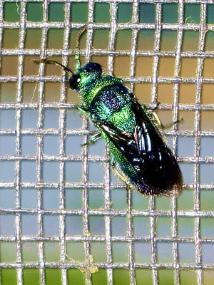 CuckooWasp061815