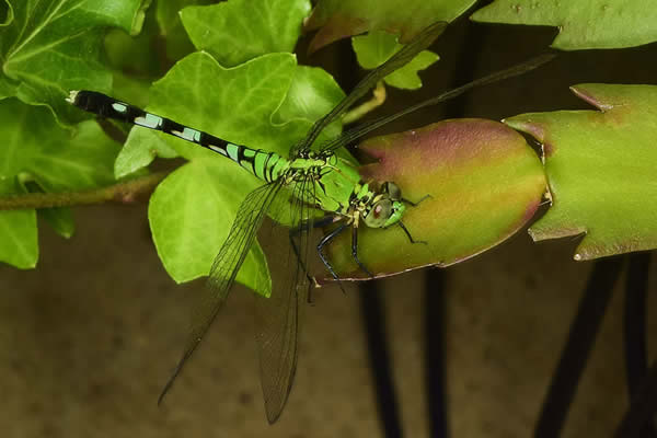 GreenDragonfly061815