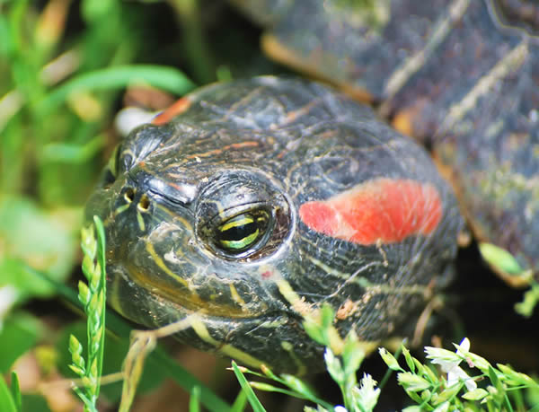 HeadCelegans042615