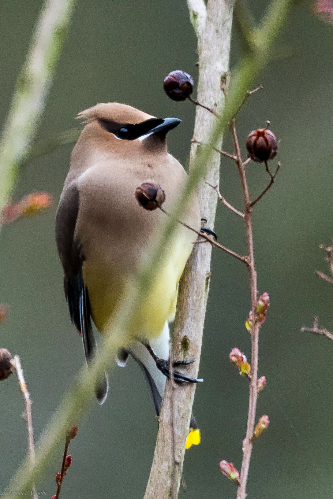 CedarWaxwing