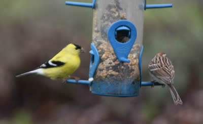 LOP birds032515
