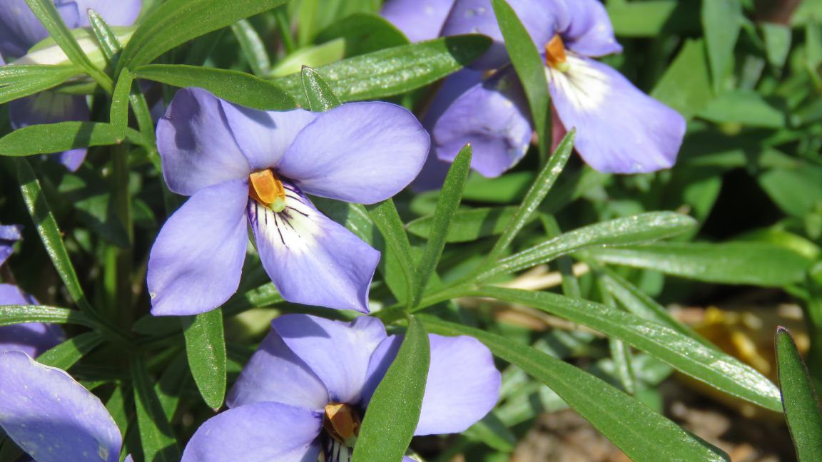 Violets
