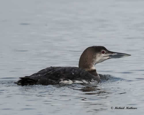 CommonLoon012117 1