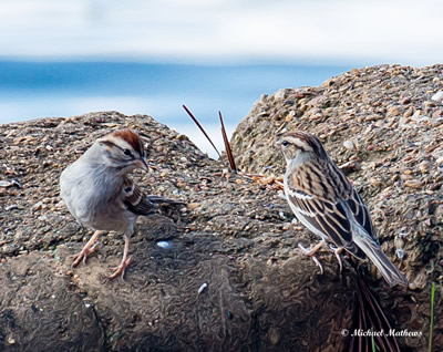 ChippingSparrowPair122616 1