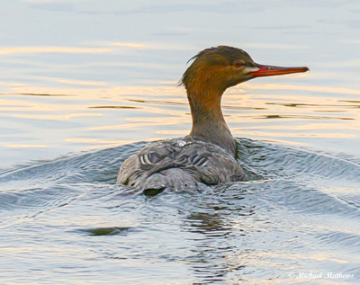 Red breastedMerganser11 27 16 2