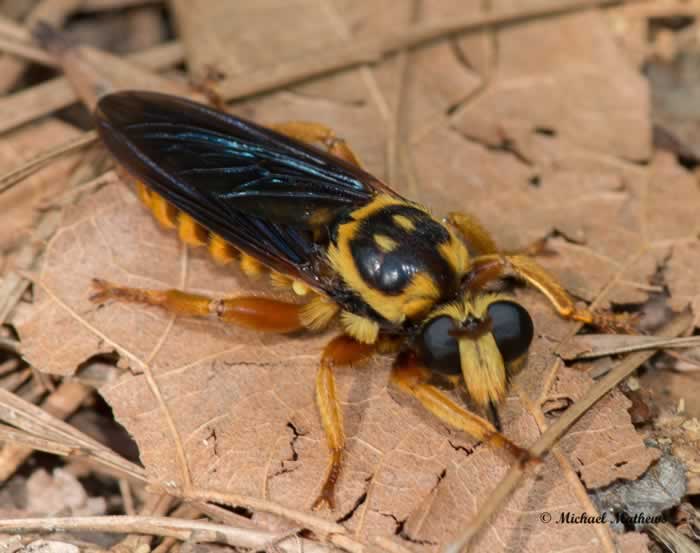 Robberfly041617 2