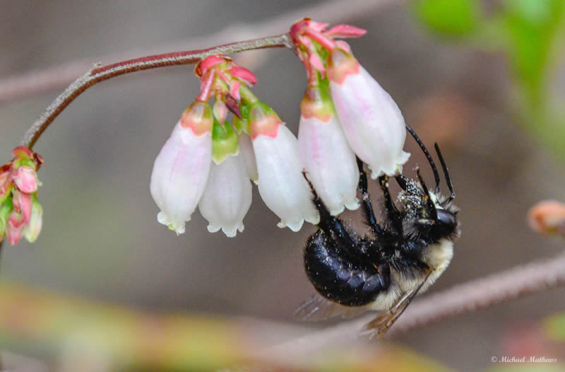 CarpenterBee030816
