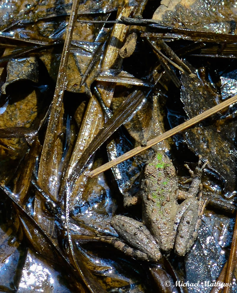 CricketFrog051416 3