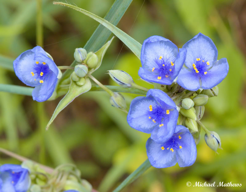 FlowerTBNL051416 1