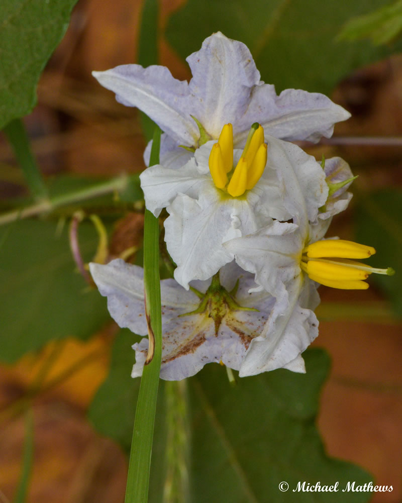 FlowerTBNL051416 3