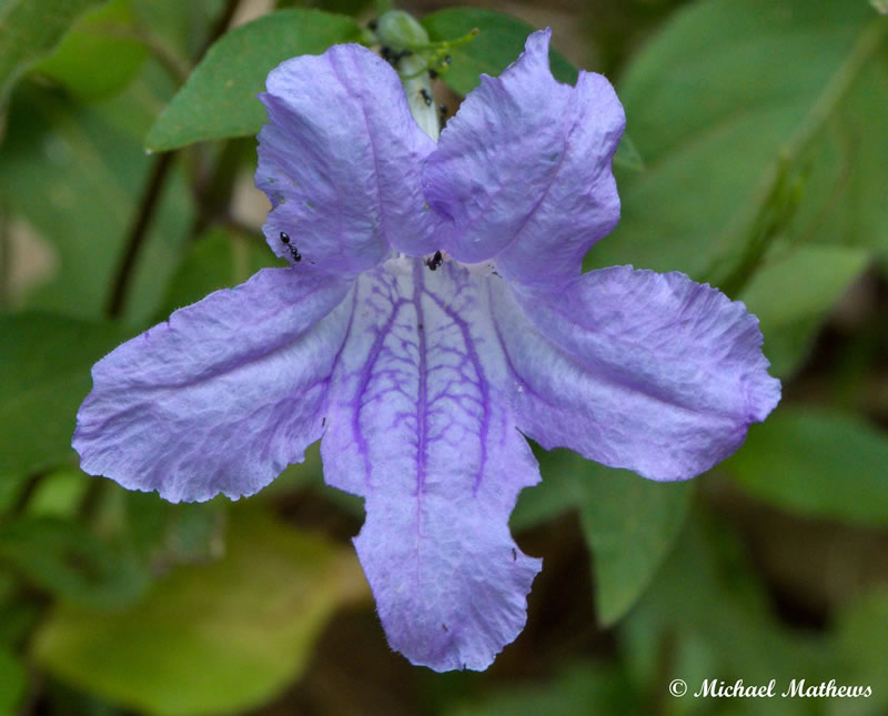 FlowerTBNL051416 5