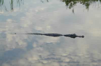 alligator