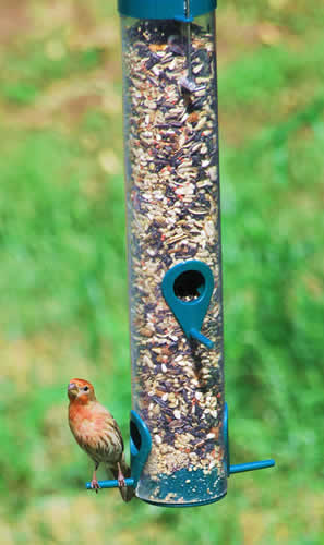 feeder